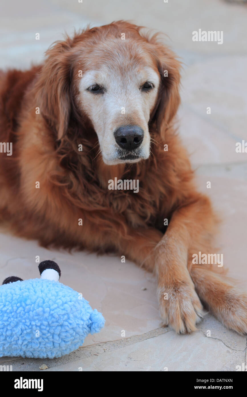 Senior weiblichen golden Retriever, die liegen am Pool draußen in Las Vegas, NV mit ihrem blauen Spielzeug Stockfoto