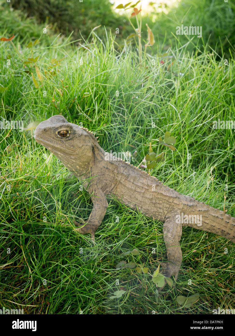 Foto von Tuatara (Sphenodon Punctatus) Leben im Southland Museum, Invercargill, Neuseeland. Stockfoto