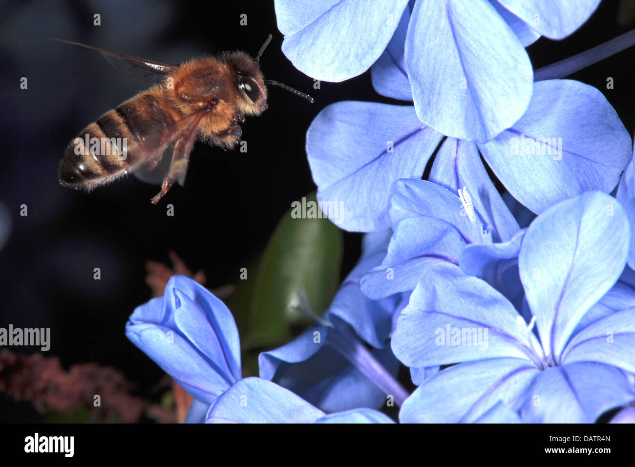 Nahaufnahme der Honigbiene [Apis Mellifera] Colelcting Pollen von Graphit/Leadwort-Plumbago Auriculata - Familie Plumbaginaceae Stockfoto