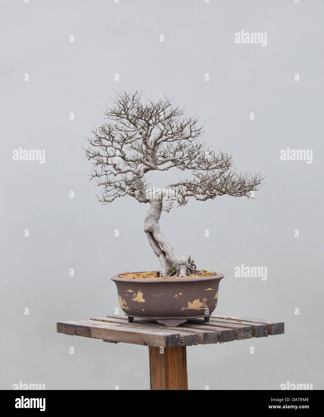 eine Vielzahl von Bonsai Pflanzen befinden sich im Blumengarten Stockfoto