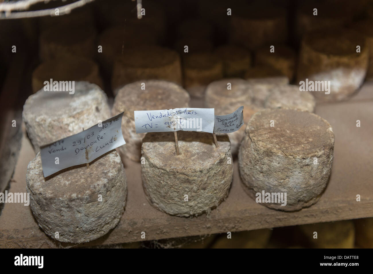 Käser Daniel Mounier preisgekrönten Ziegen Käse. Ferme des Blancs Chardons. Dunieres, Haute-Loire Auvergne Stockfoto