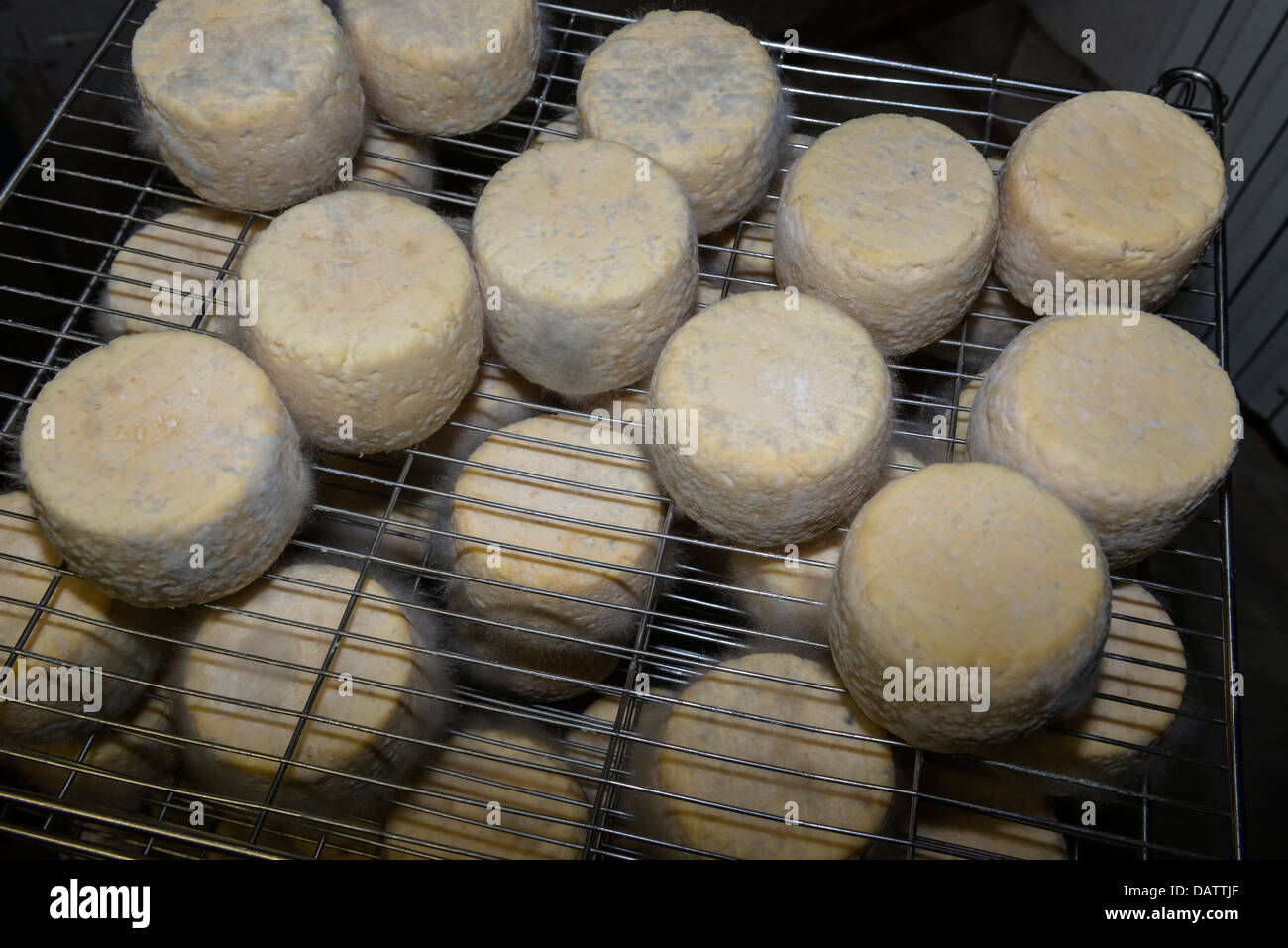 Käser Daniel Mounier preisgekrönten Ziegen Käse. Ferme des Blancs Chardons. Dunieres, Haute-Loire Auvergne Stockfoto