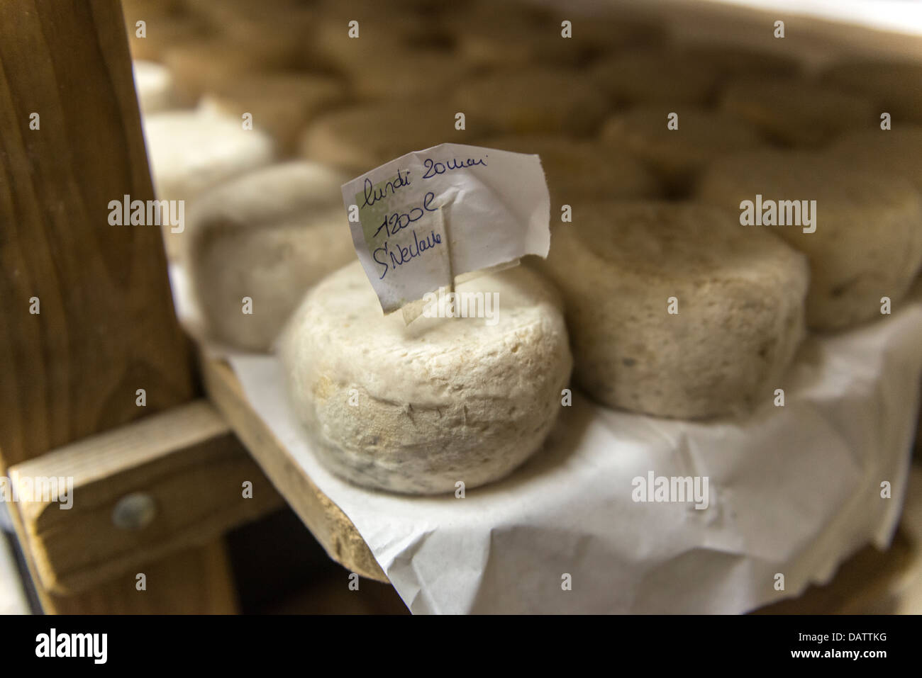Käser Daniel Mounier preisgekrönten Ziegen Käse. Ferme des Blancs Chardons. Dunieres, Haute-Loire Auvergne Stockfoto
