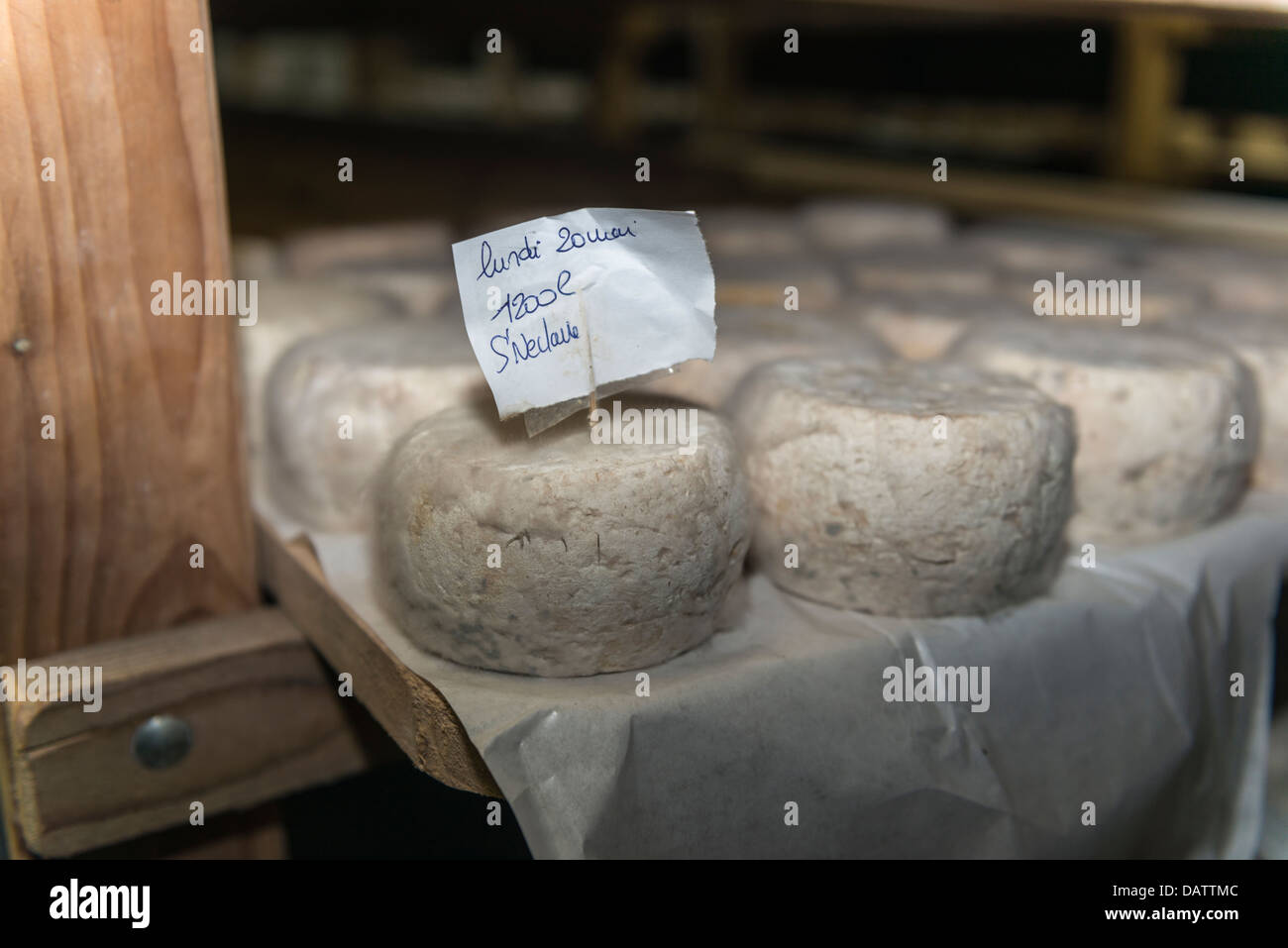 Käser Daniel Mounier preisgekrönten Ziegen Käse. Ferme des Blancs Chardons. Dunieres, Haute-Loire Auvergne Stockfoto