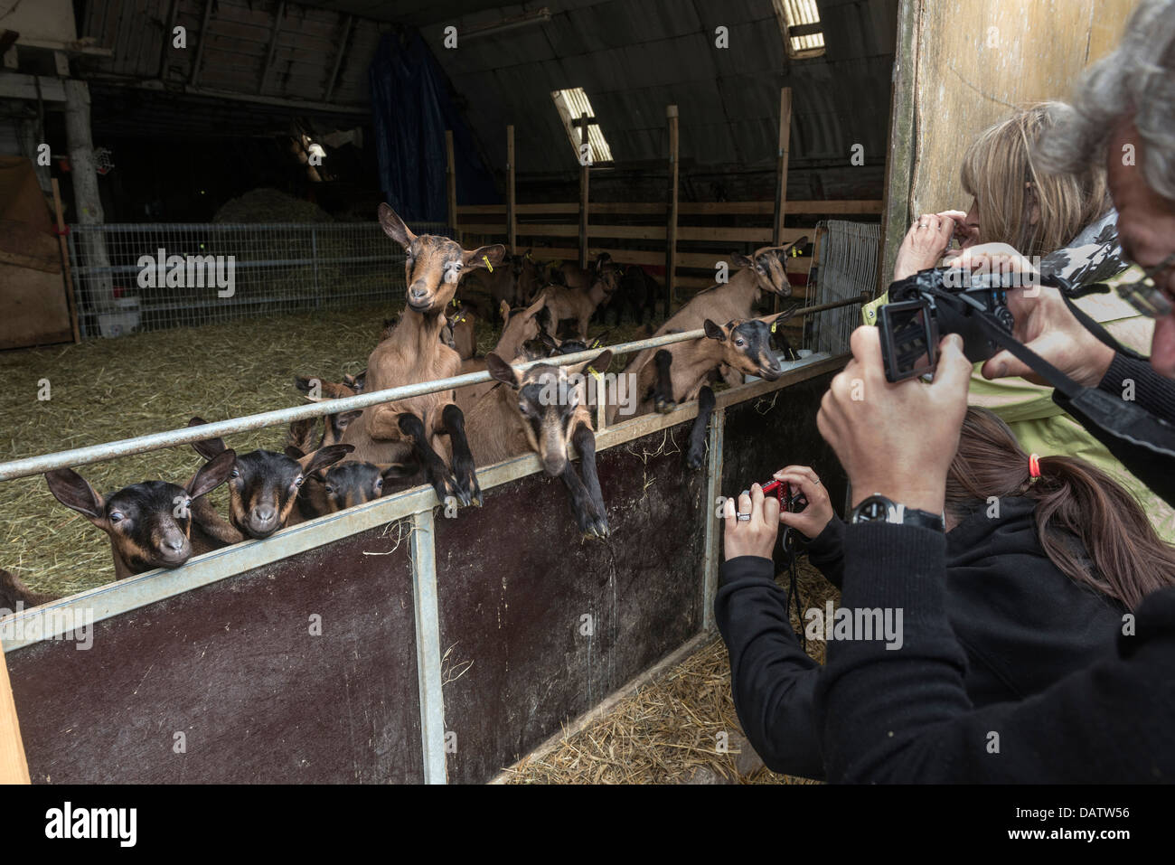 Touristen fotografieren junge Ziegen auf einem Ziegenhof Tagebuch. Ferme des Blancs Chardons. DUNIÈRES. Haute-Loire. Auvergne. Frankreich. Stockfoto