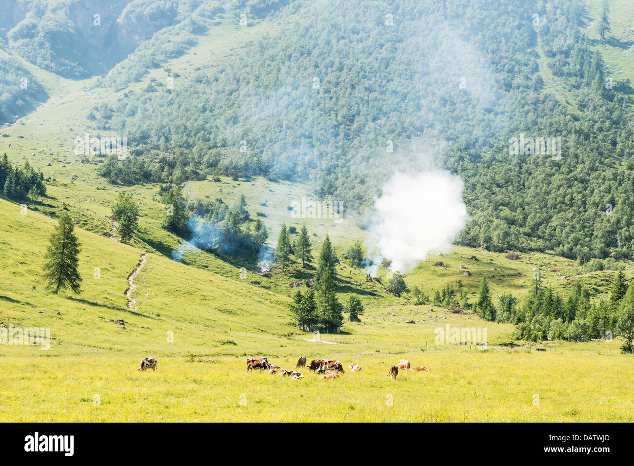 Bild einer Landschaft in Alpen, Österreich, mit Wiese, Bäumen, Kühe und wildes Feuer Stockfoto