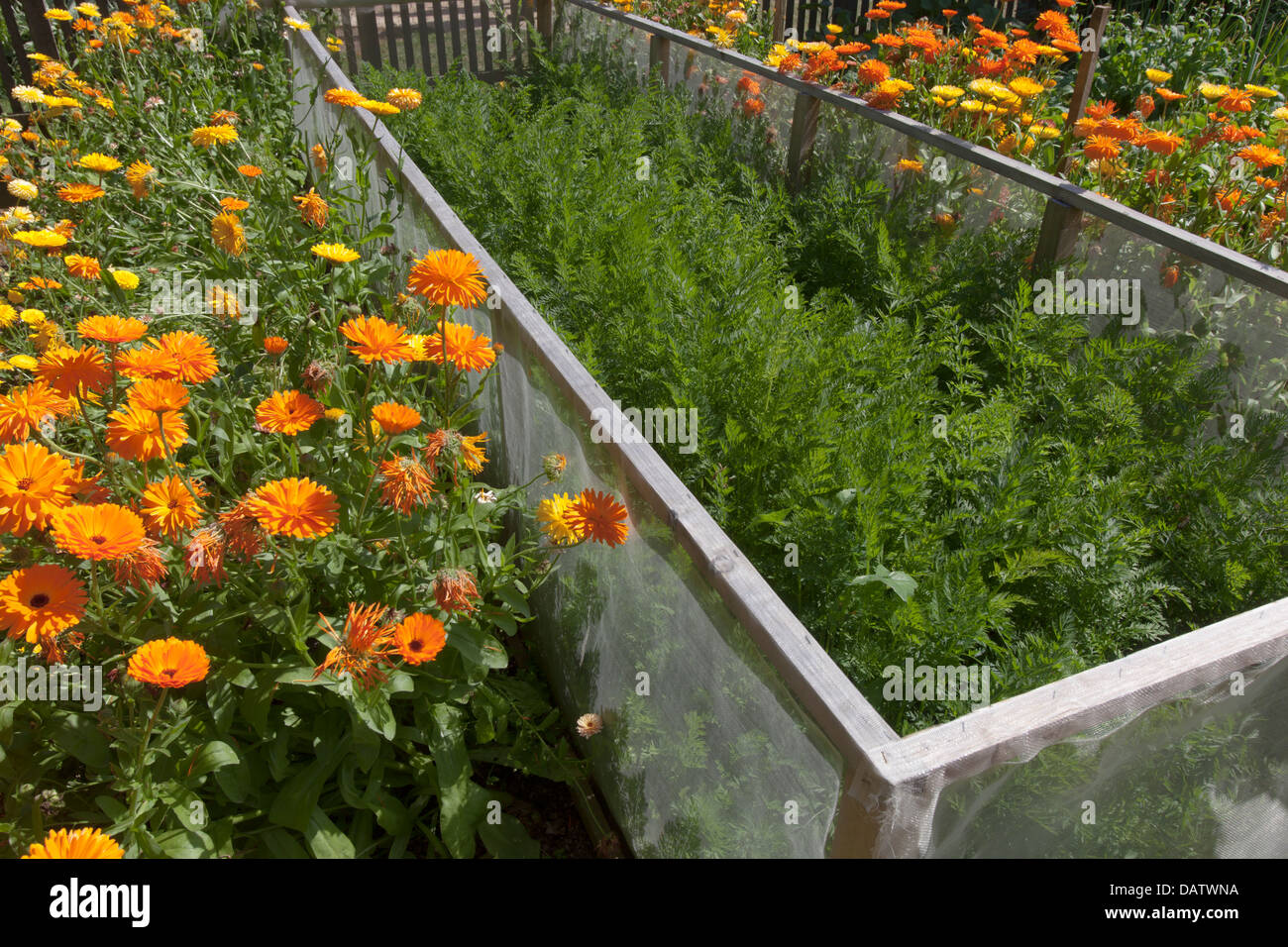Karotten und Ringelblumen Mischkultur im Gemüsegarten Stockfoto