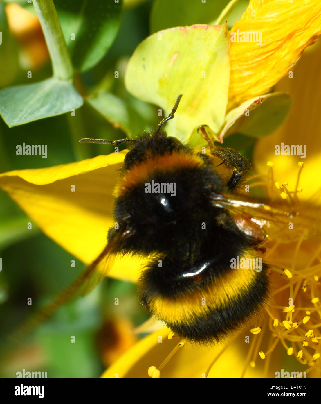 Bienen sammeln Pollen von Blumen Stockfoto