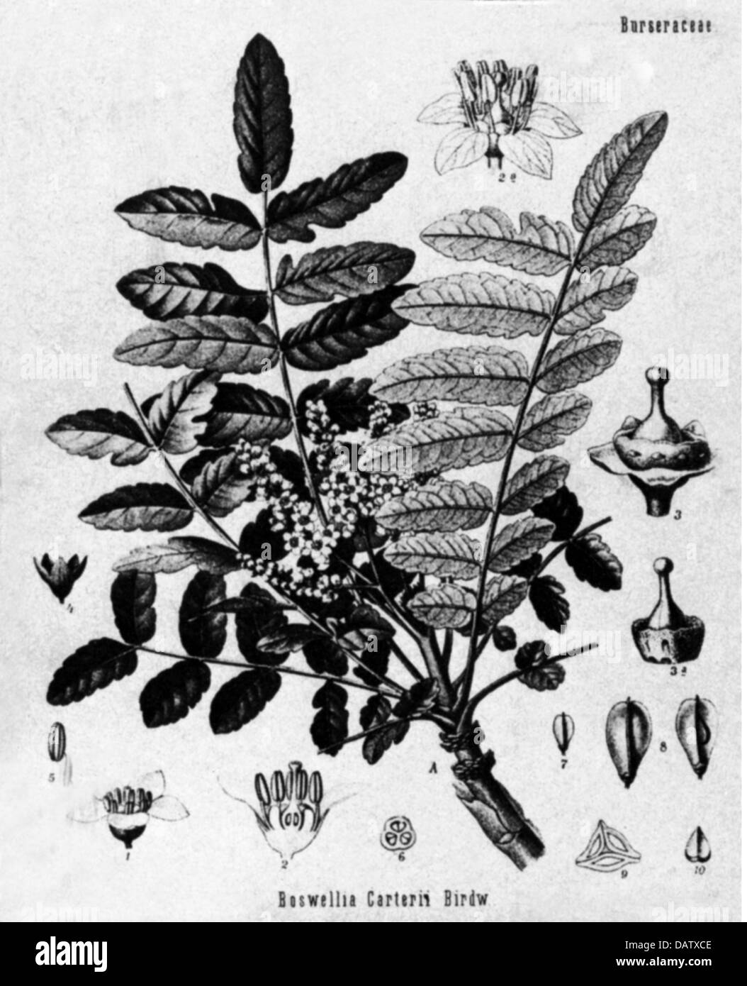 botanik, arabischer Weihrauch (Boswellia sacra), Zweig, Gravur, 19. Jahrhundert, Boswellia carteri, Weihrauchbaumfamilie, Burseraceae, historisch, historisch, Zusatzrechte-Clearences-nicht verfügbar Stockfoto