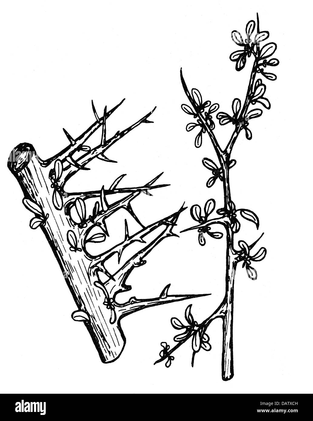 botanik, Myrrhe (Commiphora myrrha), Zeichnung, 1930er Jahre, zusätzliche-Rechte-Clearenzen-nicht verfügbar Stockfoto