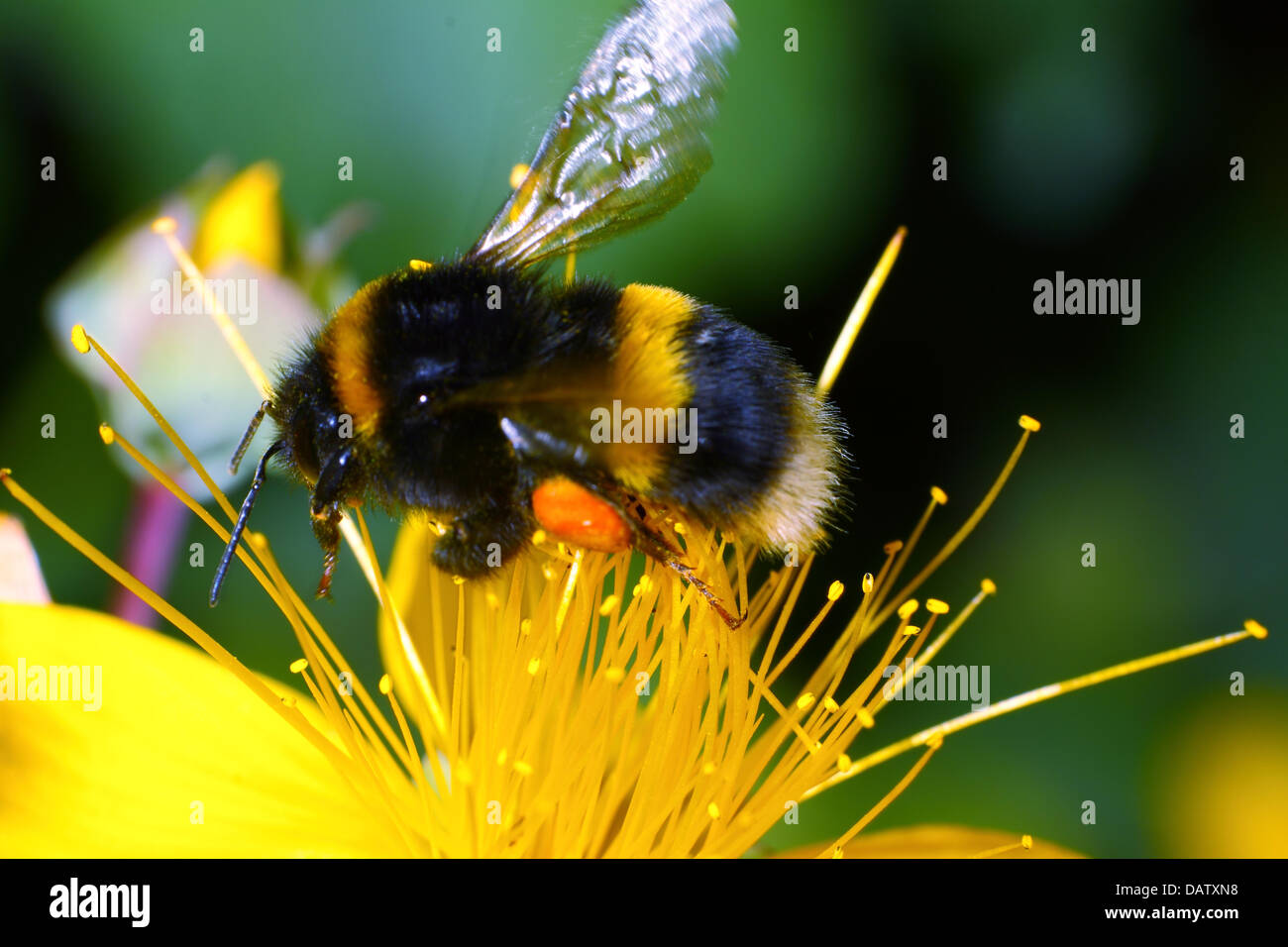 Bienen sammeln Pollen von Blumen Stockfoto