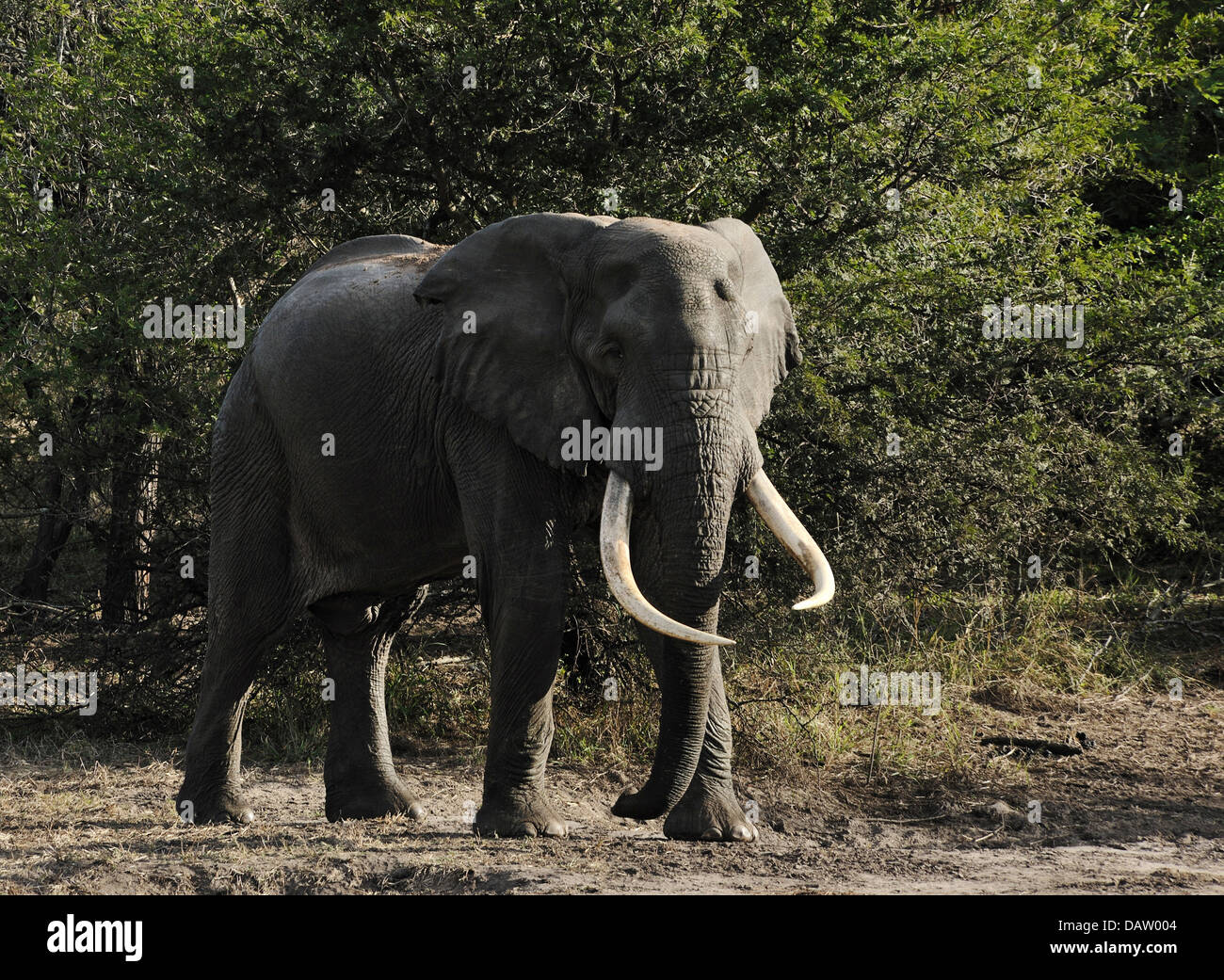 Ein Elefant mit langen Stoßzähnen im Tembe Elephant reserve, Südafrika Stockfoto
