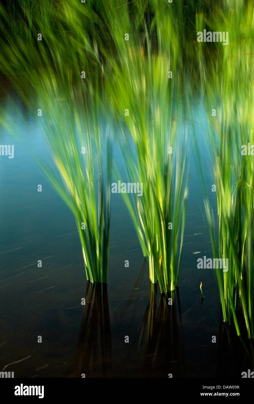 Schilf im Wind bewegen während einer Langzeitbelichtung auf einer Farm in Mpumalanga. Stockfoto
