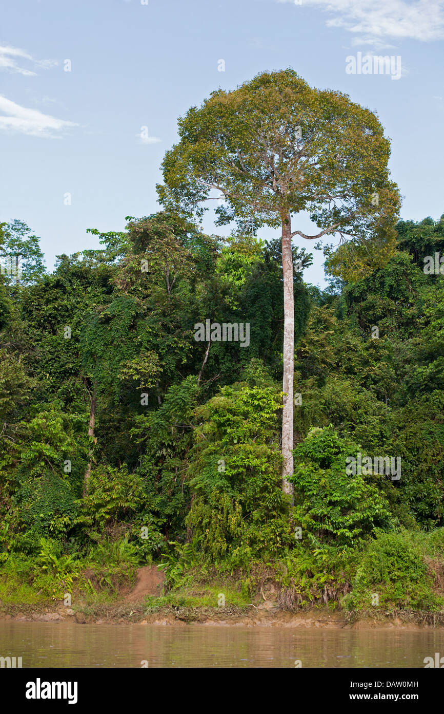 Aufstrebender Baum, der sich über den Baumkronen des Uferwaldes entlang des Kinabatangan River erhebt Stockfoto