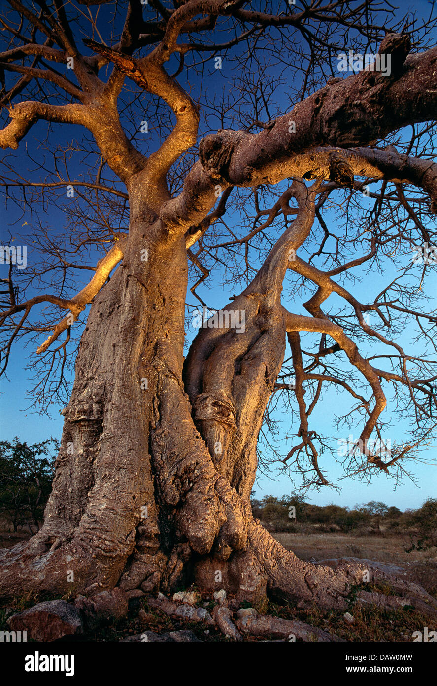 Ein Baobab-Baum in der Nähe von Südlage mit Licht gemalt, während eine 7-minütige Exposition, Südafrika Stockfoto
