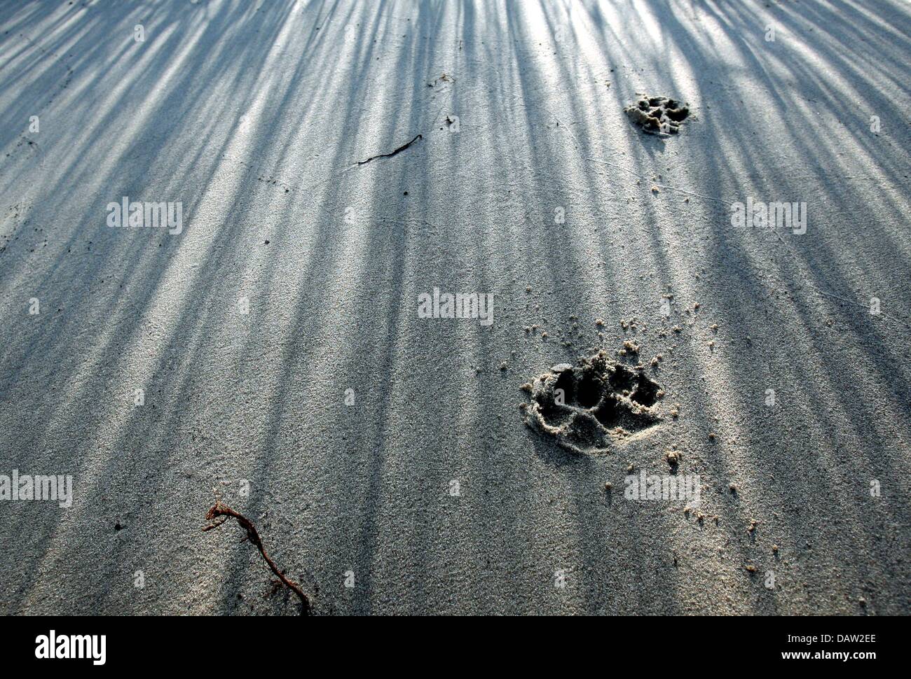 Das Bild zeigt Spuren des Hundes an einem schattigen Strand an der Elbe in der Nähe von Borstel, Deutschland, Mittwoch, 7. Februar 2007. Temperaturen werden vorausgesagt, um den Gefrierpunkt zu bleiben. Foto: Kay Nietfeld Stockfoto