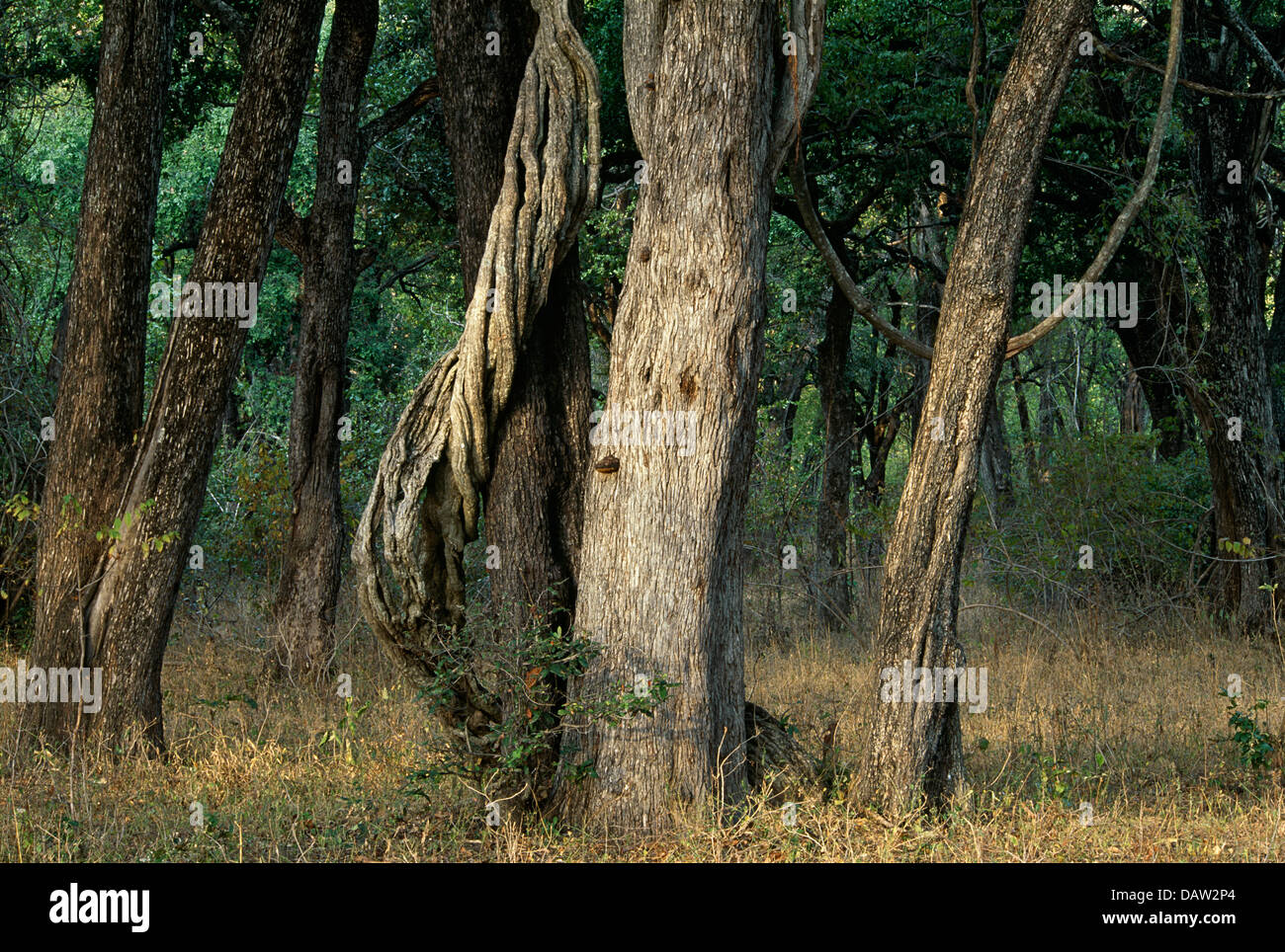 Ein riverine Wald im Luambe Naturschutzgebiet am Ufer des Luangwa Flusses, Sambia Stockfoto