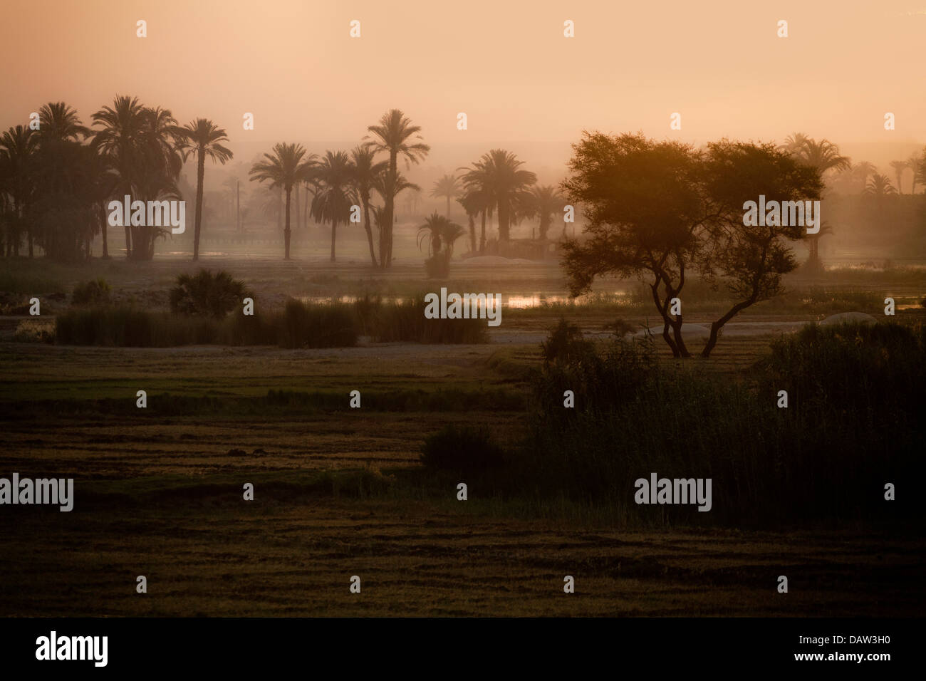 Sonnenaufgang über Felder, Wasser und Palmen Bäume am Ufer des Flusses Nil Ägypten Afrika Stockfoto