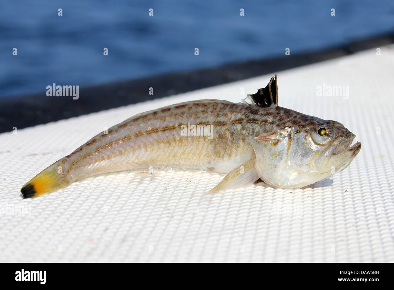 Geringerem Petermännchen Fisch Echiichthys vipera Stockfoto