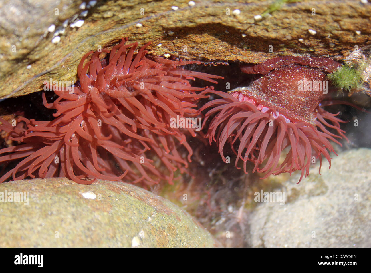 Mikrokügelchen Anemone Actinia Equina im Rock-pool Stockfoto