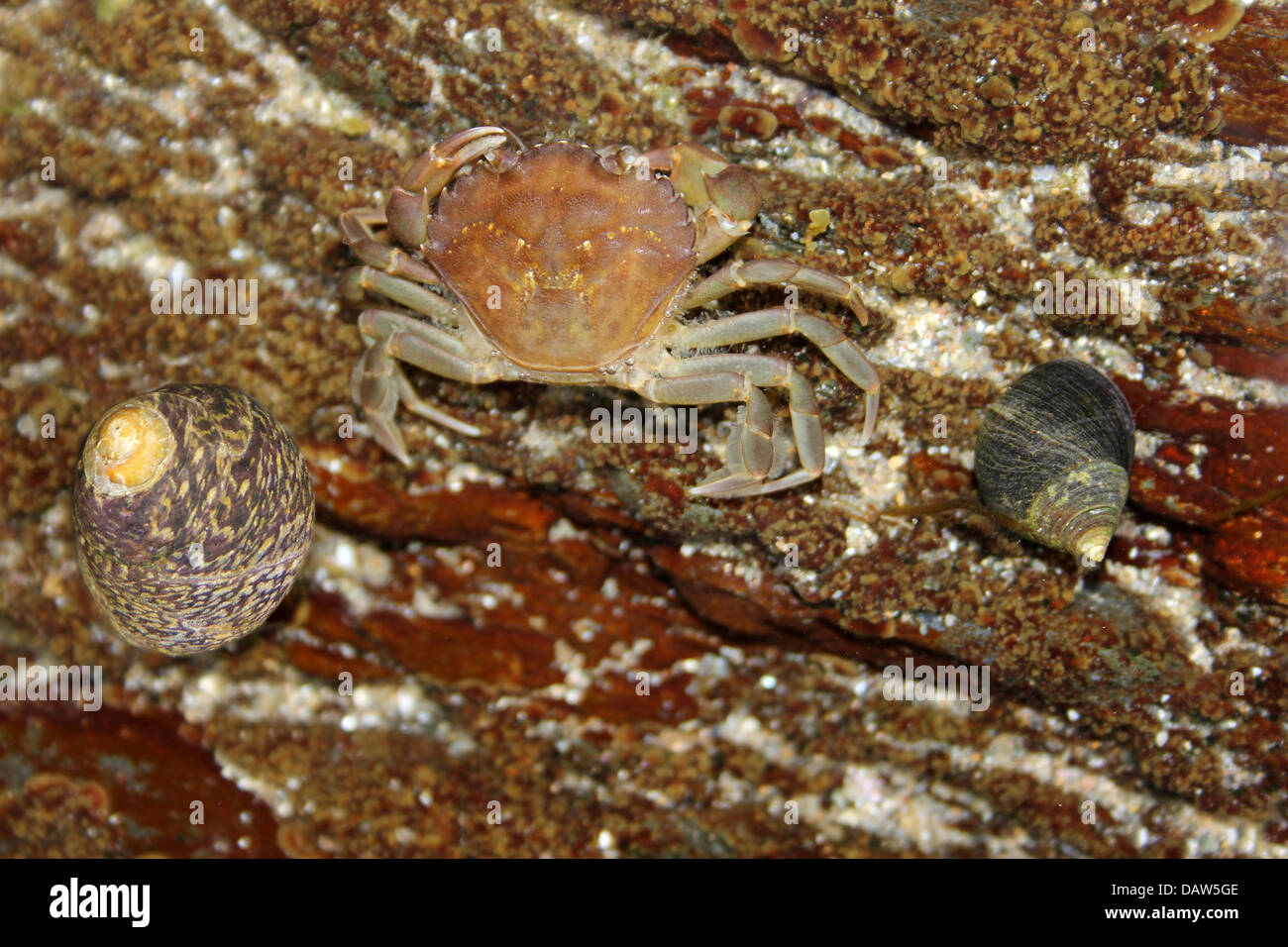 Meeresbewohner eines Rock-Pools - grau Turban Shell (l), gemeinsame Shore Crab (m), Common Periwinkle (r) Stockfoto