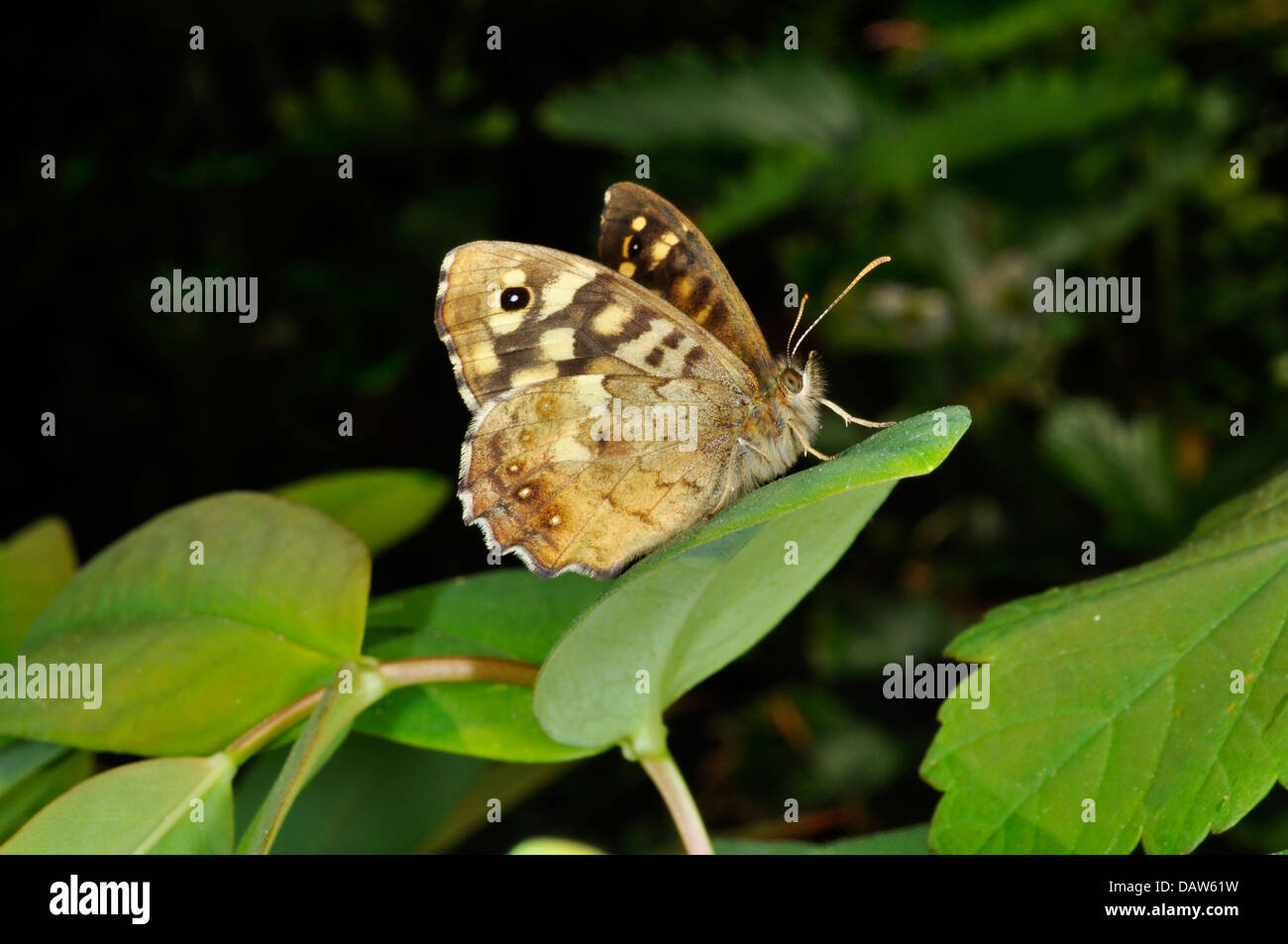 Eine gesprenkelte Holz Schmetterling Stockfoto