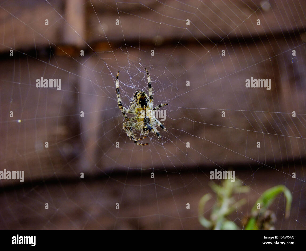 A Cross Spider Stockfoto
