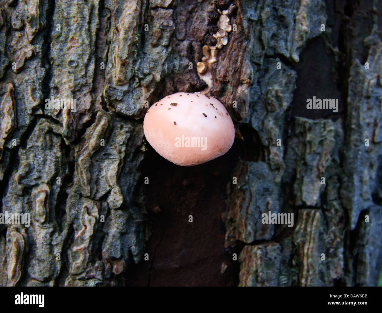 Eine einzelne unentwickelte Pilze an einem Baum befestigt Stockfoto