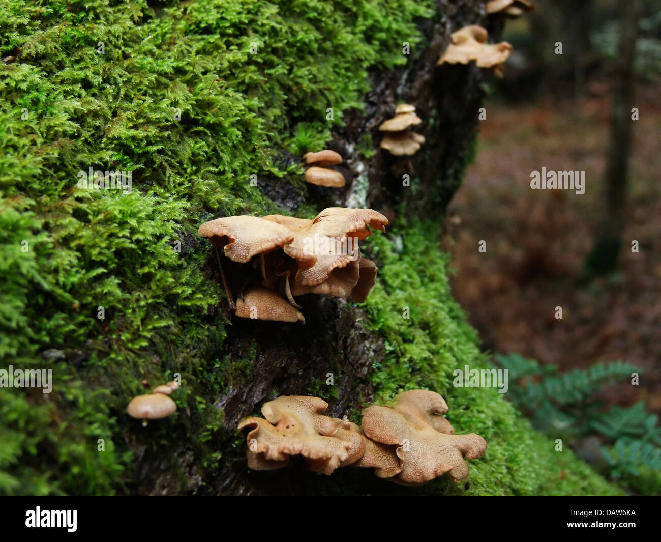 Pilze, die Toten Baum befestigt Stockfoto