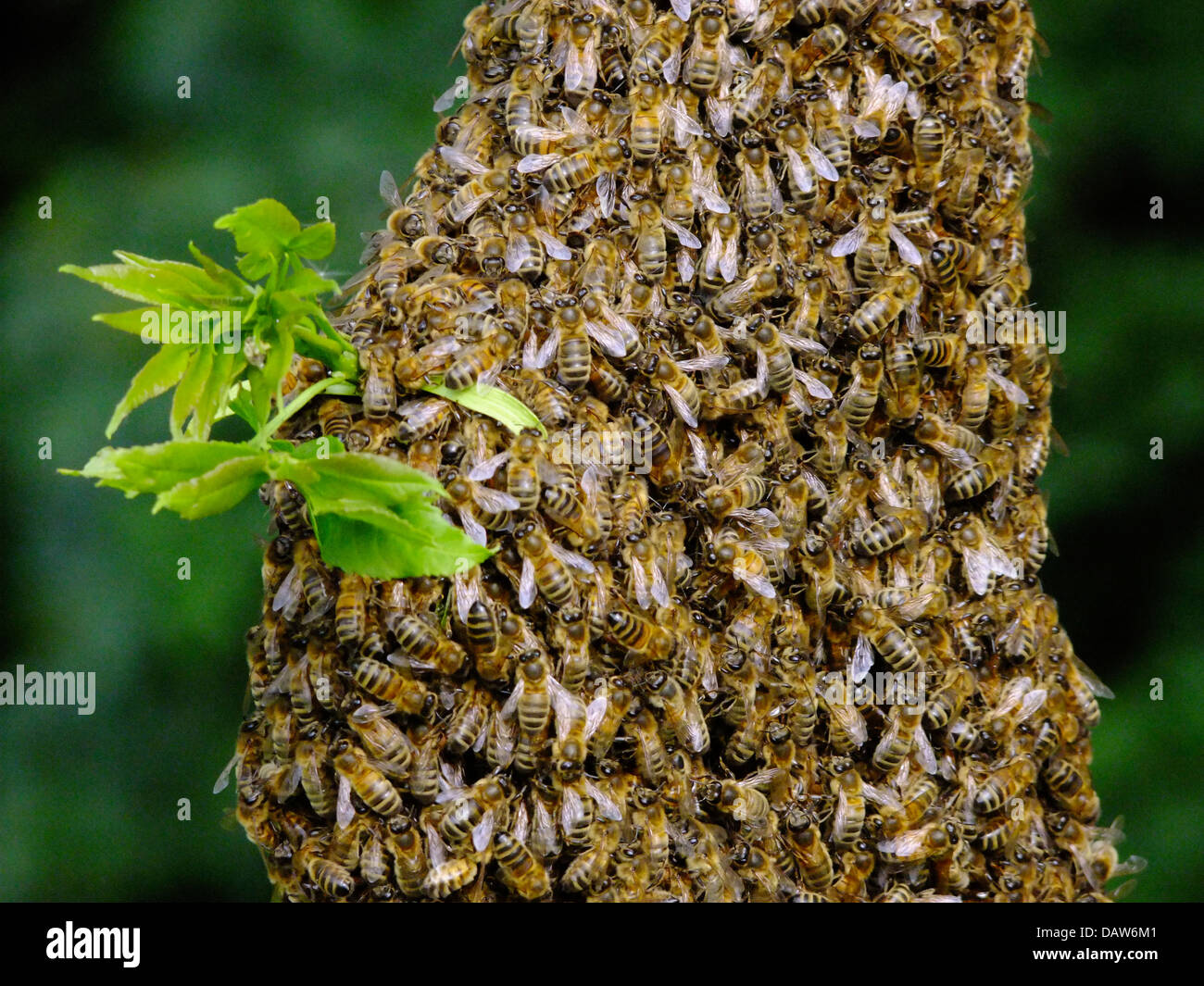 Ein Nest von Honigbienen Stockfoto