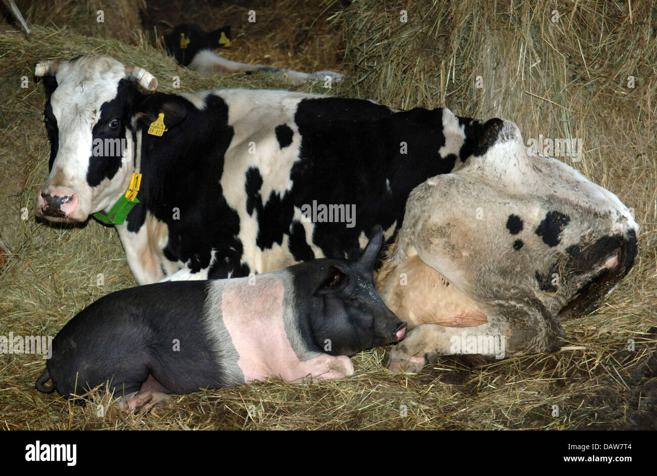 Die fünf Monate alte Schwein "Rudi" liegt direkt neben der Kuh "Eddi" an ihre Koester Bauernhof des Besitzers in Linden, Deutschland, Mittwoch, 7. März 2007. Rudi und die Kuh haben eine außergewöhnliche Freundschaft gemacht. Eddi säugt "Rudi" sogar mehrmals am Tag. Foto: Wulf Pfeiffer Stockfoto