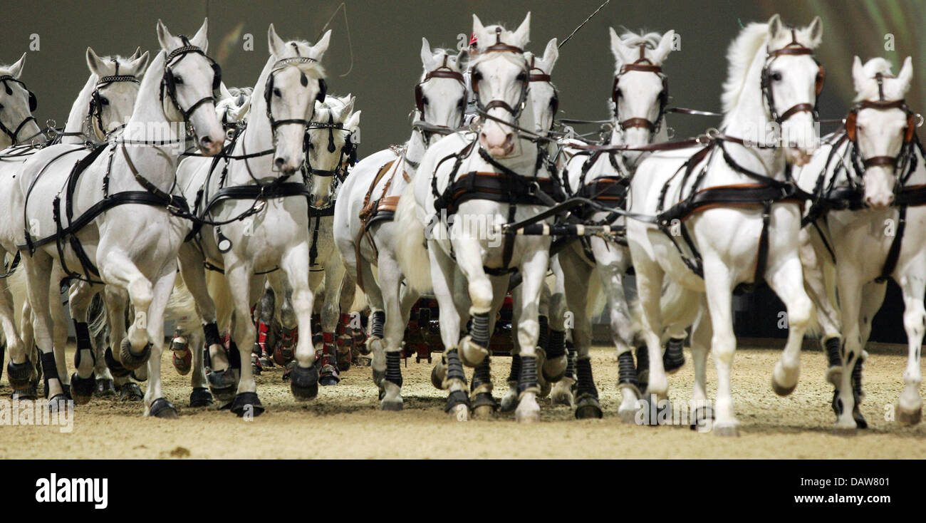 Kladruber Pferde Trab während einer Vorschau für die Pferde Messe "Equitana" in Essen, Deutschland, Donnerstag, 8. März 2007. 800 Aussteller präsentieren 1.000 Pferde auf der weltweit größten Pferde Messe d.h. vom 10. bis zum 18. März 2007. 700 Stunden Programm erwarten die Besucher bei der Veranstaltung. Foto: Roland Weihrauch Stockfoto