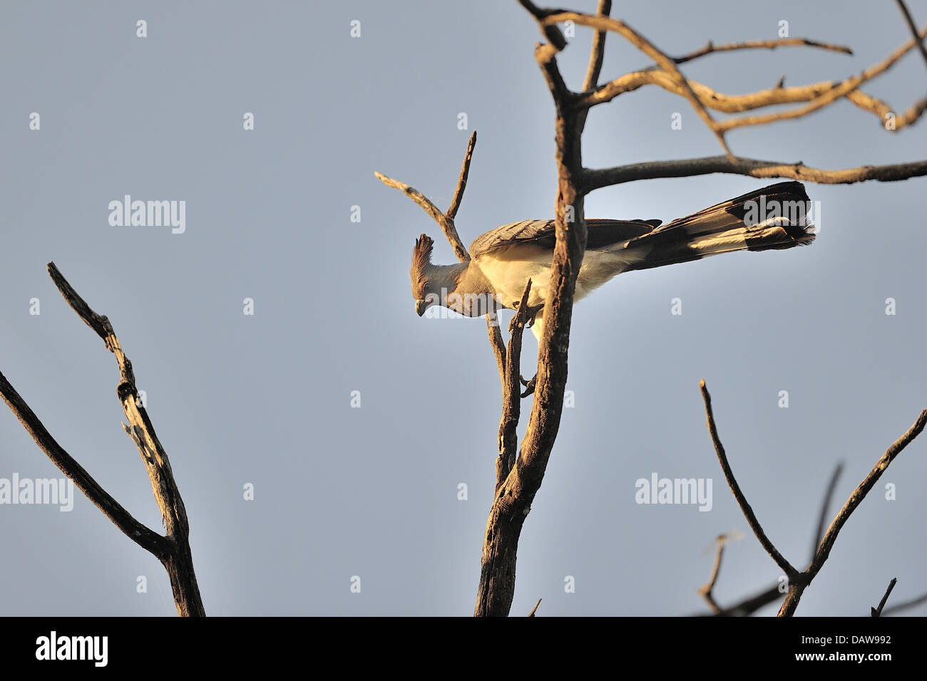 White-bellied Go-away-Bird (Corythaixoides Leucogaster) thront auf abgestorbenen Baum Baringo - Kenia - Ost-Afrika Stockfoto