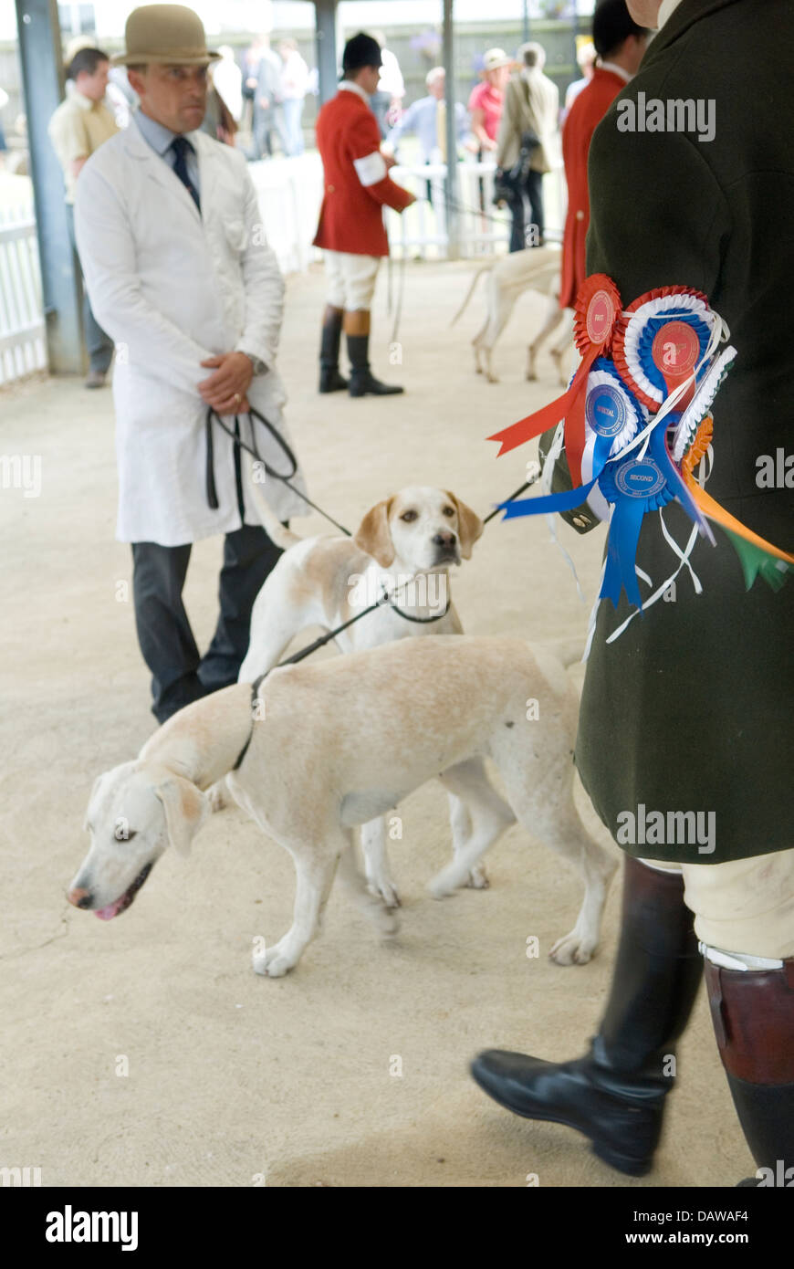 Rosetten auf einem Jagdarm, der seine Fuchshunde gezeigt hat. Jagdfest Großbritannien. Peterborough Royal Foxhound Show Society. Peterborough England 2013 2010er Jahre HOMER SYKES Stockfoto