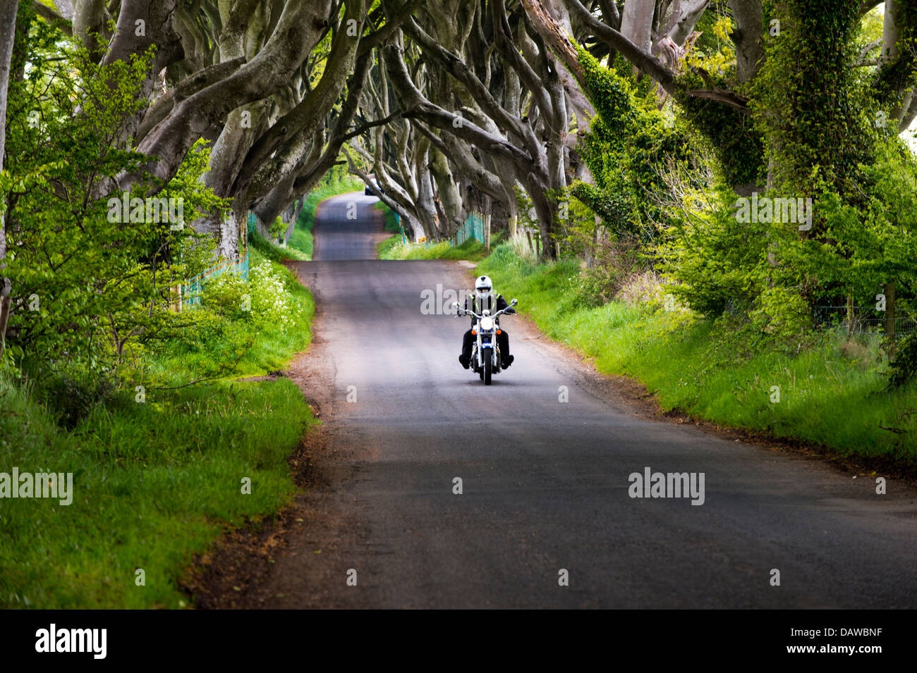 Motorrad fährt durch die dunklen Hecken, Bregagh Road, Ballymoney, County Antrim, Nordirland, Vereinigtes Königreich Stockfoto