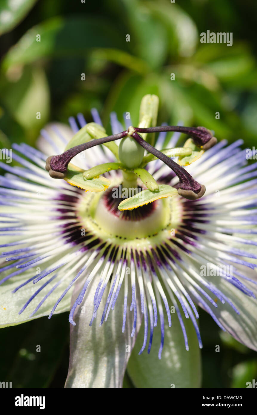 einzigen blau weiße Passionsblume gegen geschlossene Blüte Köpfe im vollen Sonnenschein sonniger Tag mit 3 Stigma und 5 Staubbeutel Stockfoto