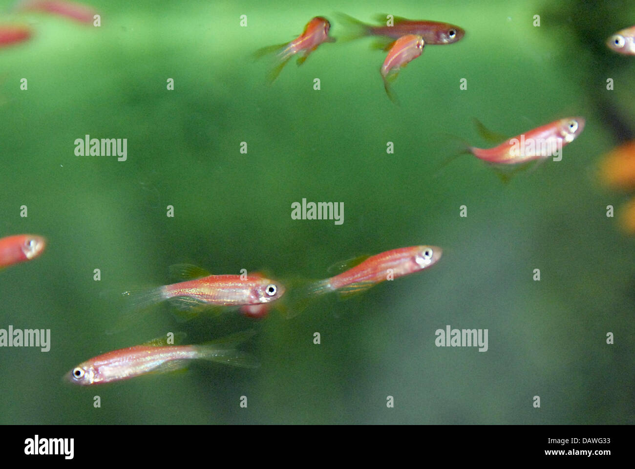 Sogenannte transgene Zier Fische schwimmen an der IFM-GEOMAR Institut in Kiel, Deutschland, 17. April 2007. Behörden beschlagnahmten die ca. 70 unnatürlich rote Zebra Danios in der Bundesrepublik staatliche Schleswig-Holstein. "Die Tiere erschienen bei einem privaten Züchter im Großraum Kiel", sagt einen Sprecher der regionalen Umweltministerium. Die Fische scheinen aus Asien und Polen abzuleiten. Phot Stockfoto