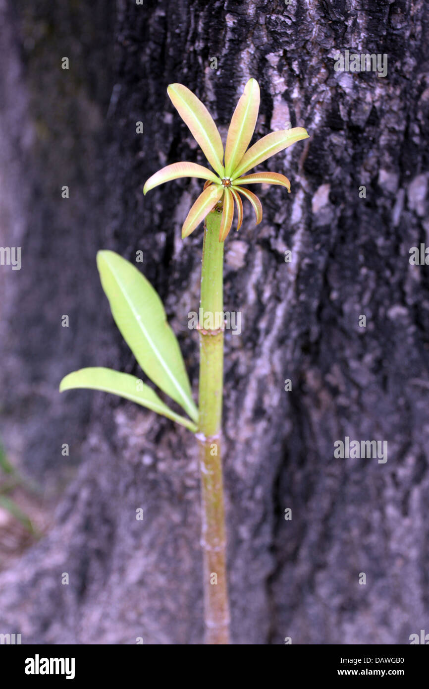 Der kleine Baum, der in der Nähe von einem großen Baum im Garten wächst. Stockfoto