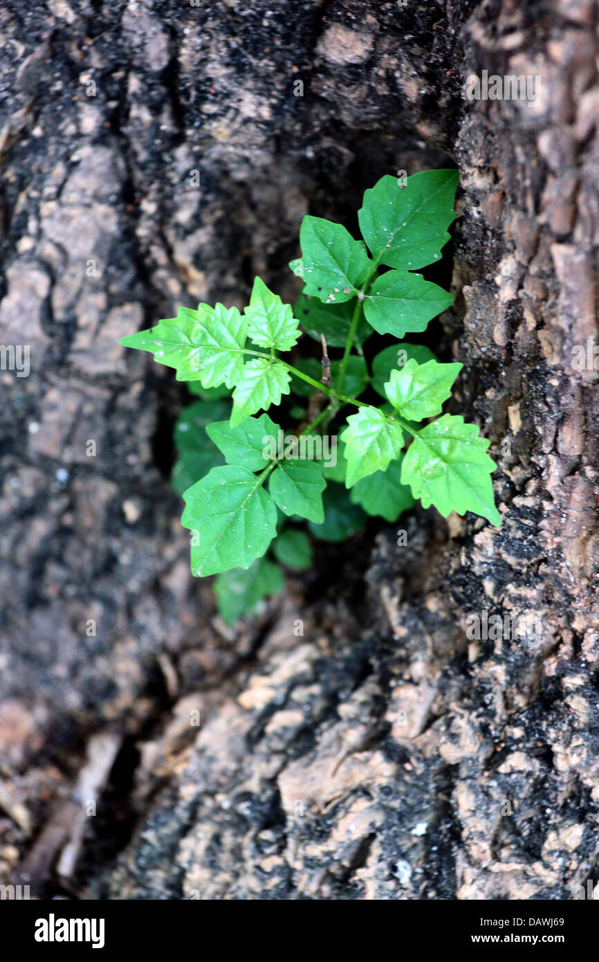 Der kleine Baum, der in der Nähe von einem großen Baum im Garten wächst. Stockfoto