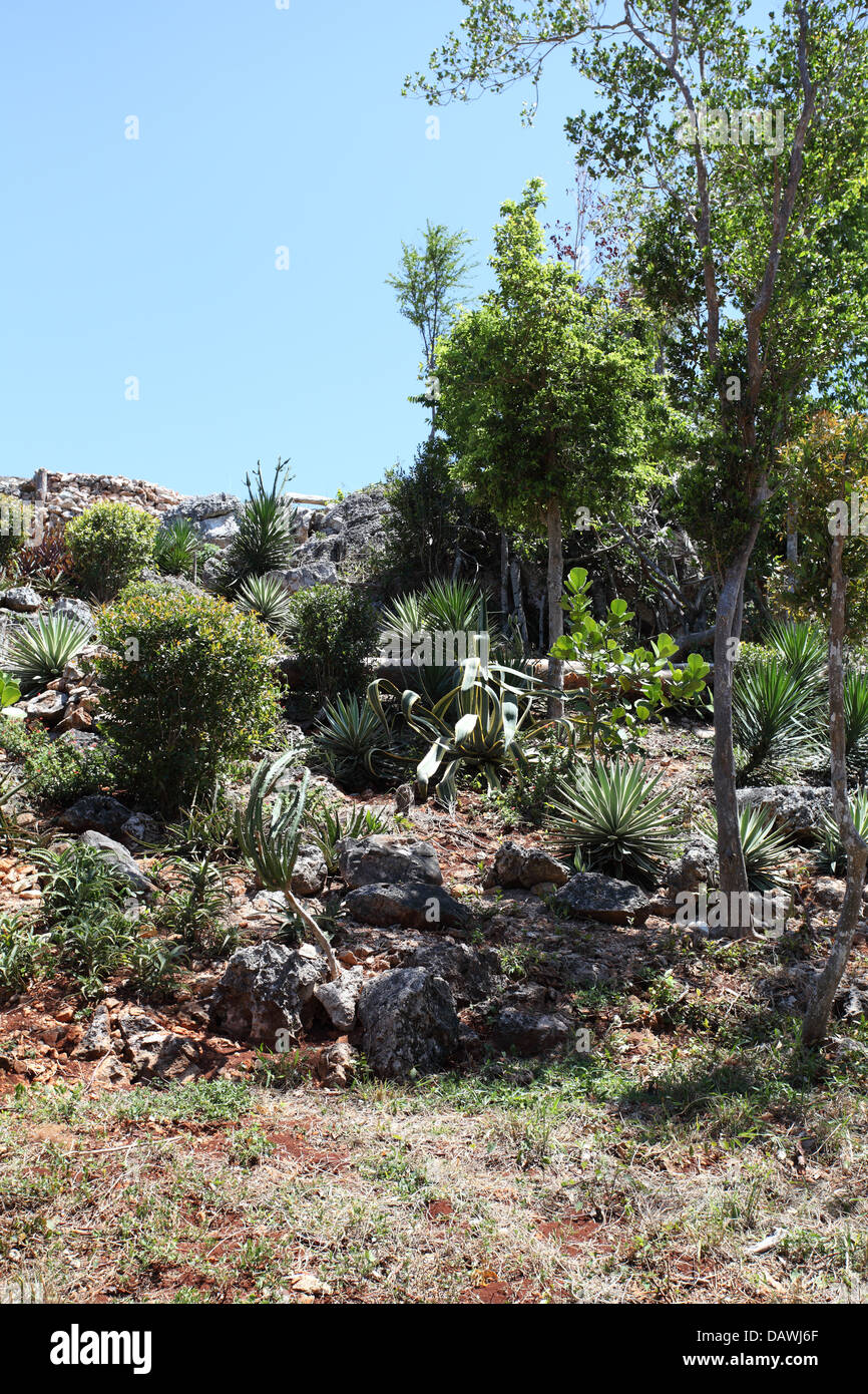 Verschiedene Arten von kubanischen Vegetation gewachsen in den Hotelgärten Paradisus d ' Oro, Kuba Stockfoto