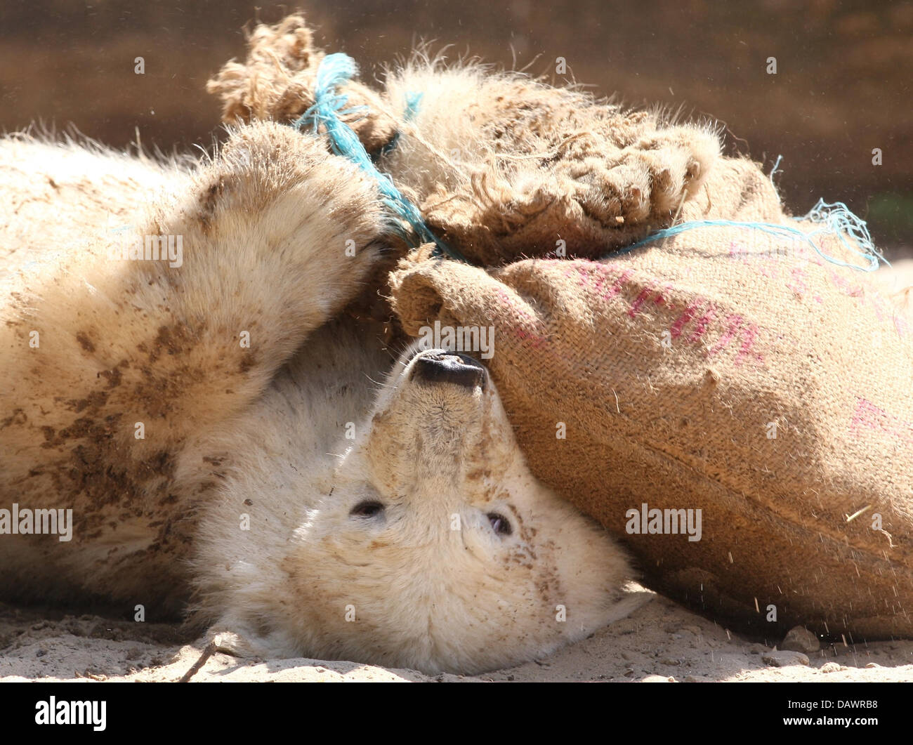 Ice Bear Cub "Knut" spielt im Sand nach dem Schwimmen im Berliner Zoo, Deutschland, 11. Juni 2007. Das Tier wurde ausgezeichnet mit dem "blauen Herzen", eine blaue Bodenfliese, die in der so genannten "Bridge of Hearts' (Bruecke der Herzen), gleichermaßen der Hollywood Walk of Fame in Berlin-Treptow lässt. "Knut" ist das offizielle Maskottchen der UN Evironmental Protection Conference 2008 geworden. Foto: Stockfoto