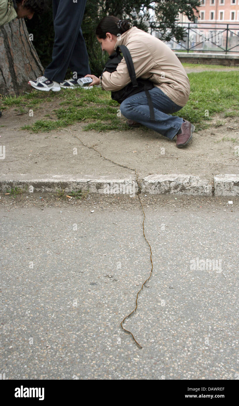 Ein Raupen bilden eine Prozession um die Via dei Fori Imperial Straße in Rom, Italien, 18 März 2007. Die Raupe mit dem zoologischen Namen Thaumetopoea Pitvocampa jagt immer für das Essen in einer großen Prozession. Seine Haare kann Juckreiz verursachen. Foto: Lars Halbauer Stockfoto