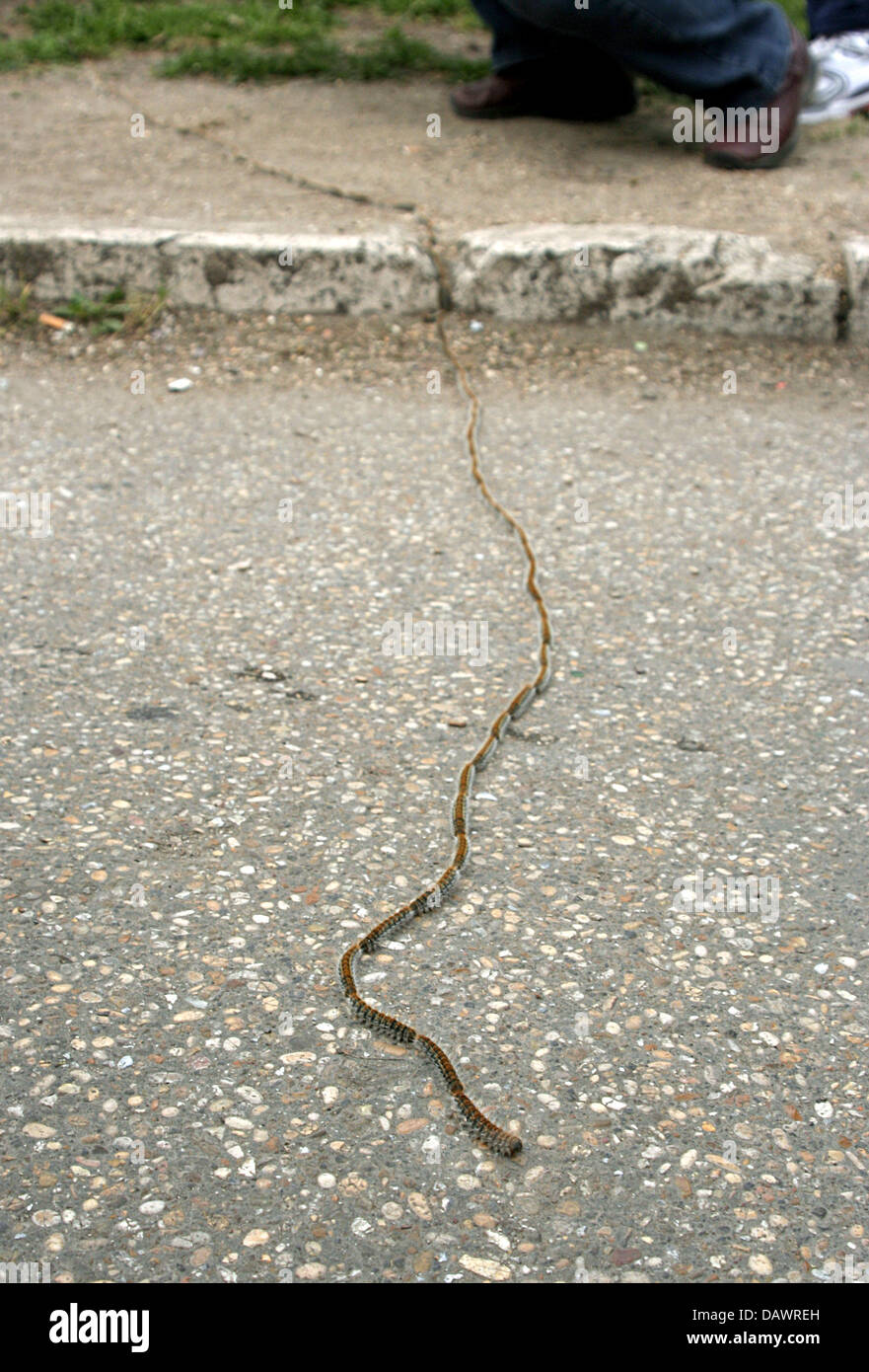 Ein Raupen bilden eine Prozession um die Via dei Fori Imperial Straße in Rom, Italien, 18 März 2007. Die Raupe mit dem zoologischen Namen Thaumetopoea Pitvocampa jagt immer für das Essen in einer großen Prozession. Seine Haare kann Juckreiz verursachen. Foto: Lars Halbauer Stockfoto