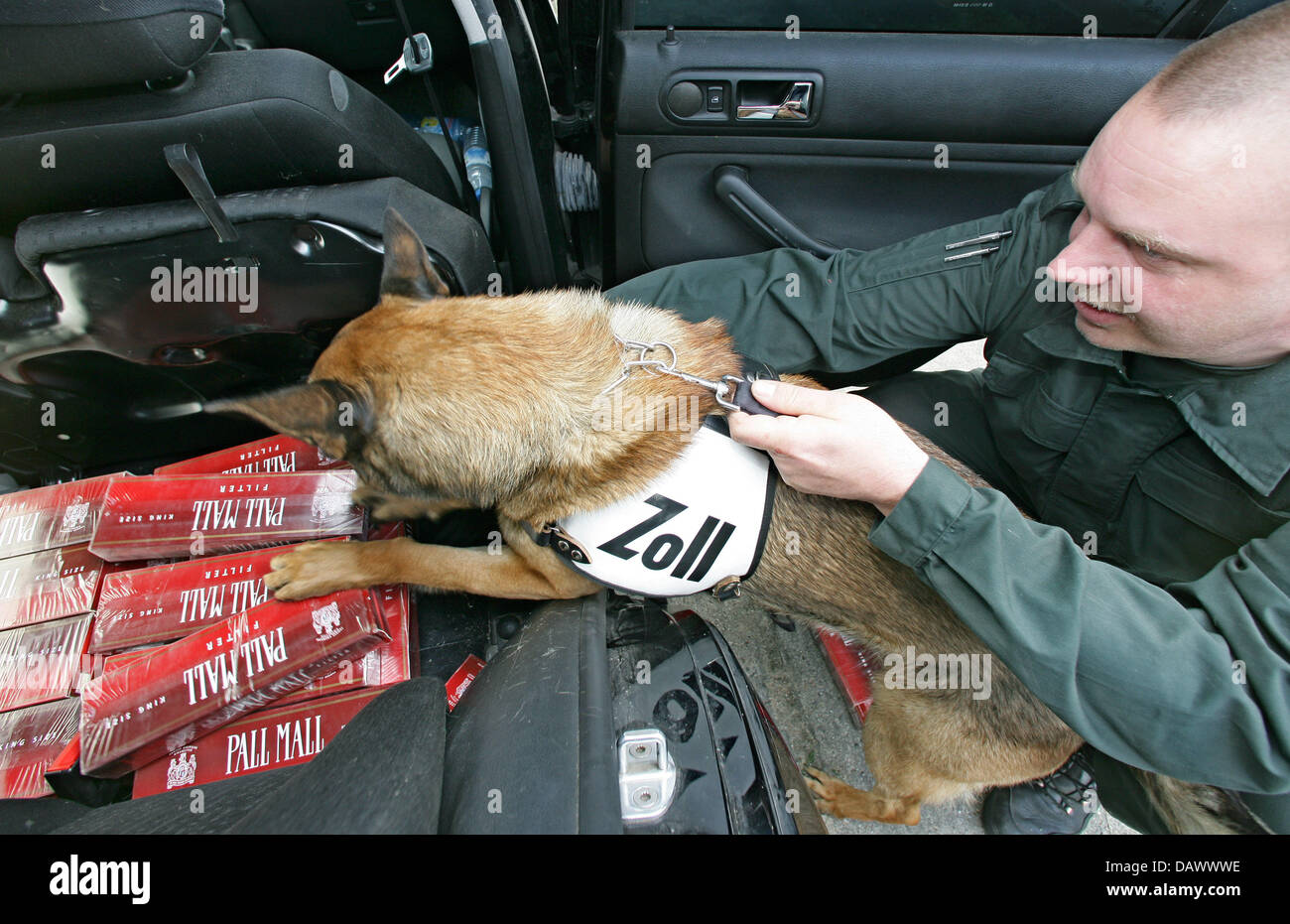 Ein Spürhund Praktiken die Suche nach Zigaretten versteckt in einem Auto zusammen mit einem Polizisten auf dem Gelände der Übung von der deutschen Bundespolizei in München, Deutschland, 19. April 2007. Die Zollstelle in Frankfurt Oder nutzt 28 Spürhunde, um die Suche nach Zigaretten, Drogen, Waffen oder Geld zu unterstützen. Foto: Patrick Pleul Stockfoto