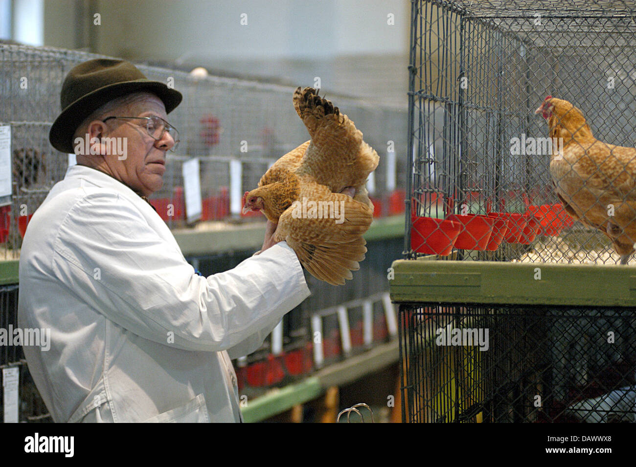 (Dpa Dile) - ein Richter prüft ein Huhn an einem Geflügel-Show in Schöningen, Deutschland, 28. November 2003. Foto: Stefan Haehnsen Stockfoto