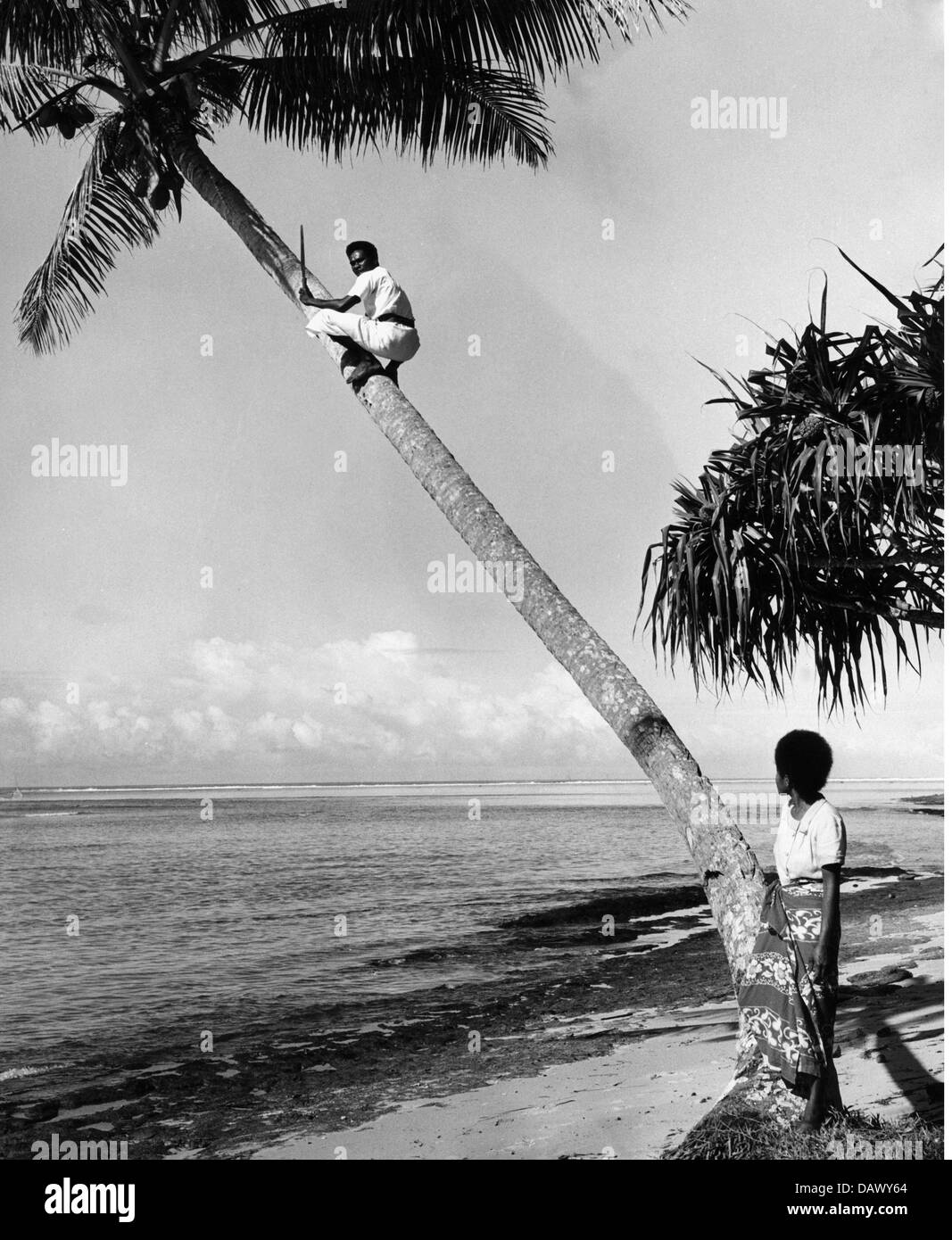 Geographie / Reisen, Fidschi, Menschen, Ureinwohner klettern auf Kokosnusspalmen, um 1960, Zusatz-Rechte-Clearences-nicht vorhanden Stockfoto