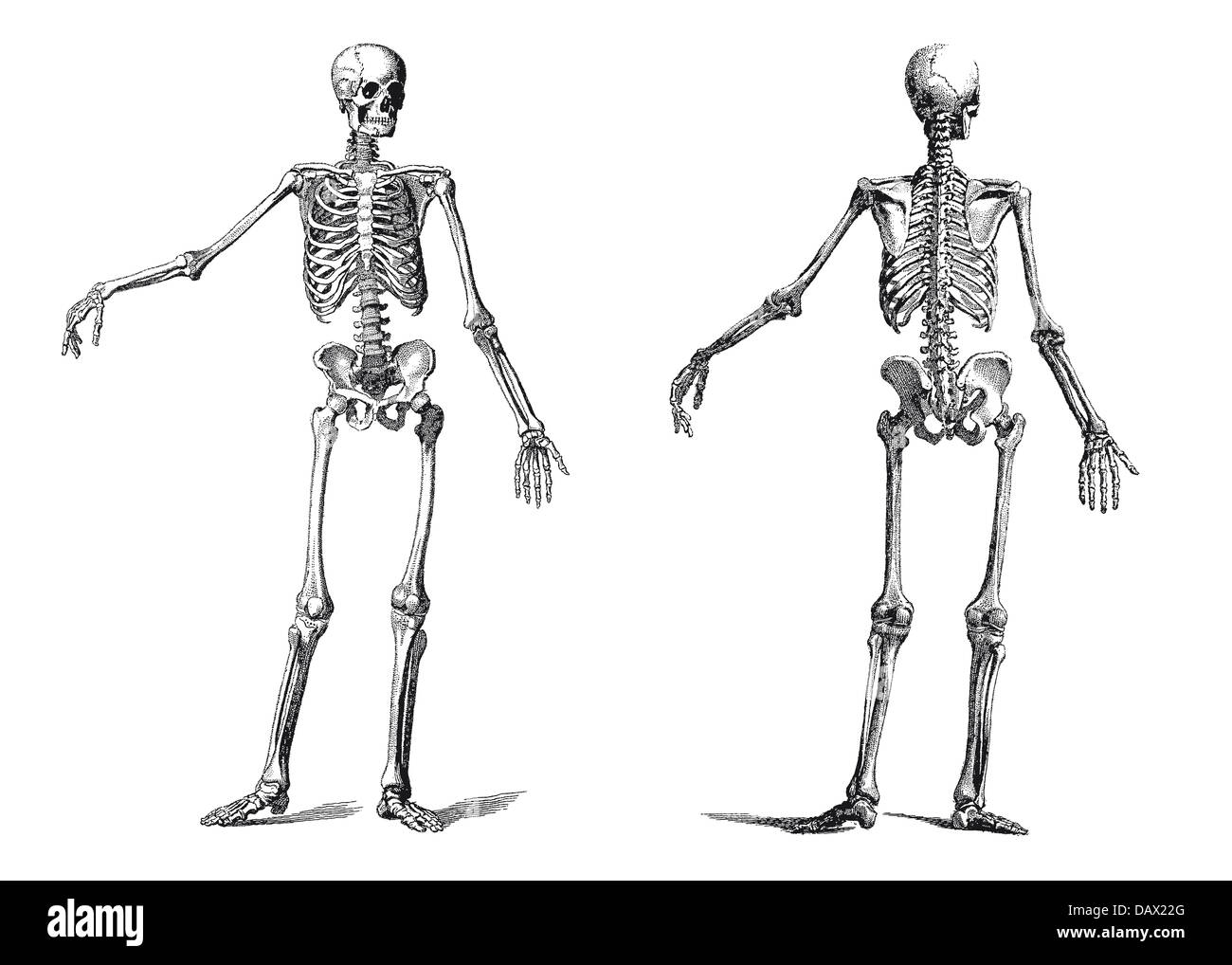 Vintage Abbildung eines menschlichen Skeletts in der neunzehnten Jahrhunderts Gravur Stockfoto