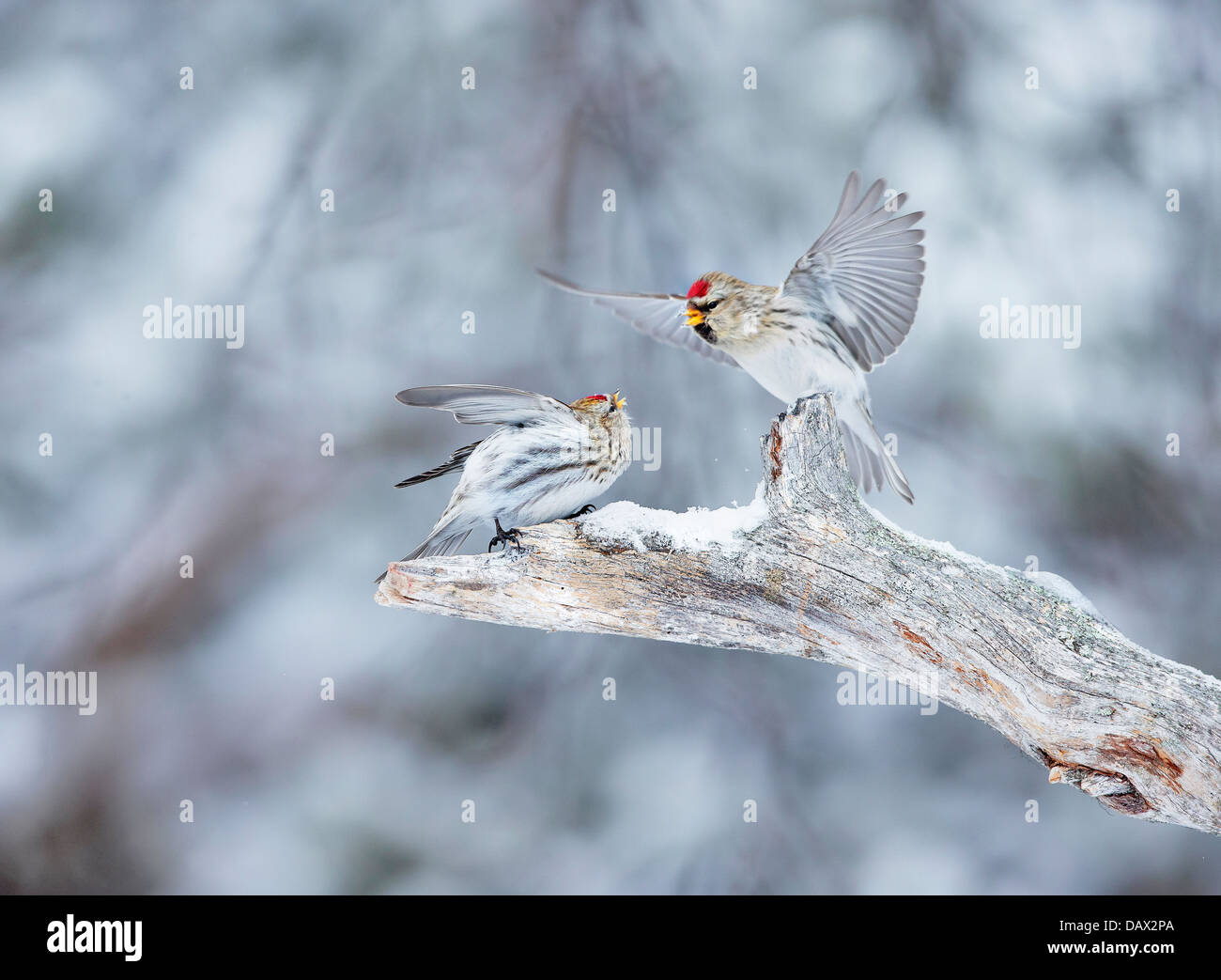 Arktis Redpoll kämpfen auf einem verschneiten Ast Stockfoto