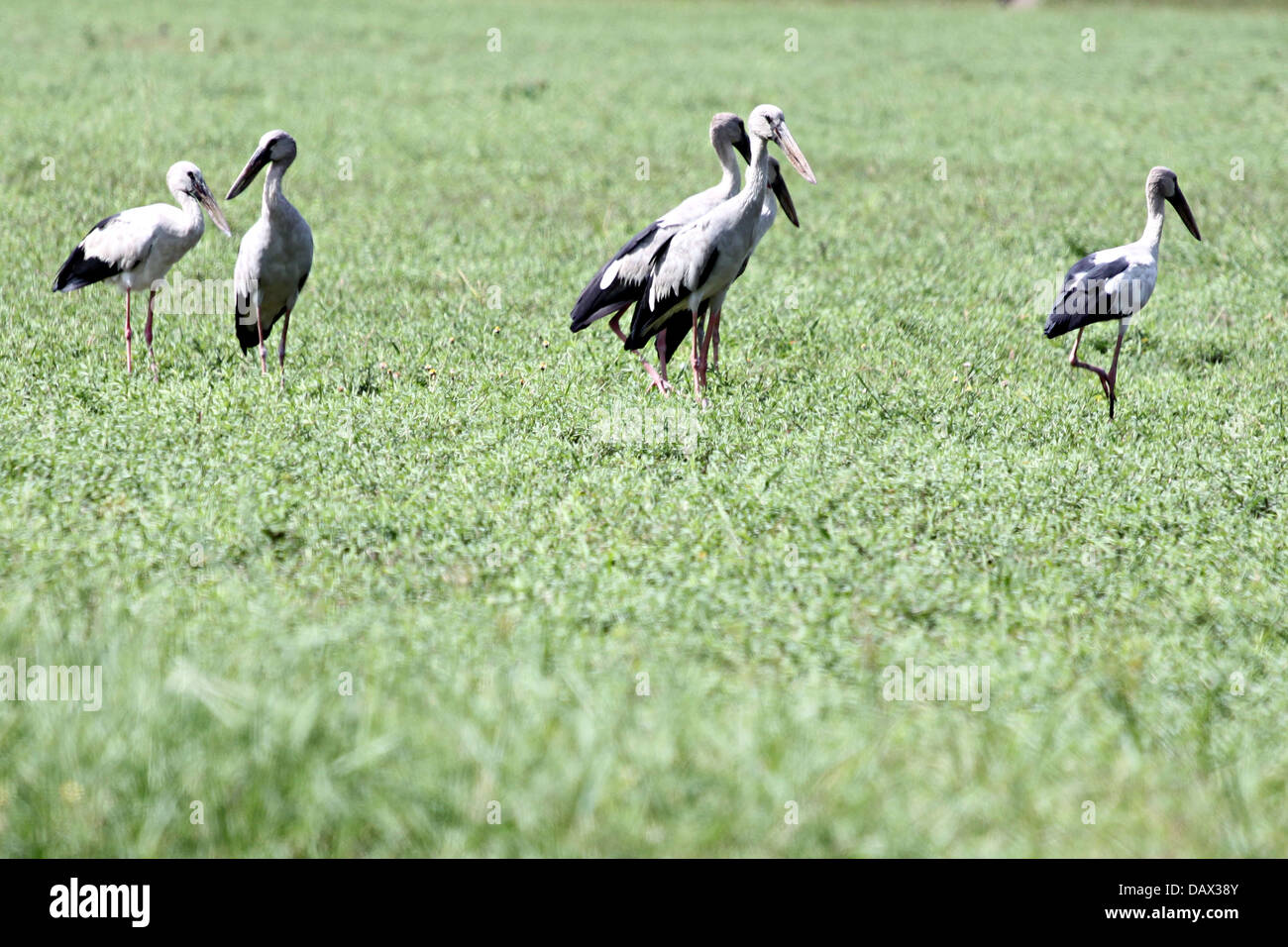 Reiher ist eine Gruppe, auf der Wiese im sonnigen Tageslicht. Stockfoto