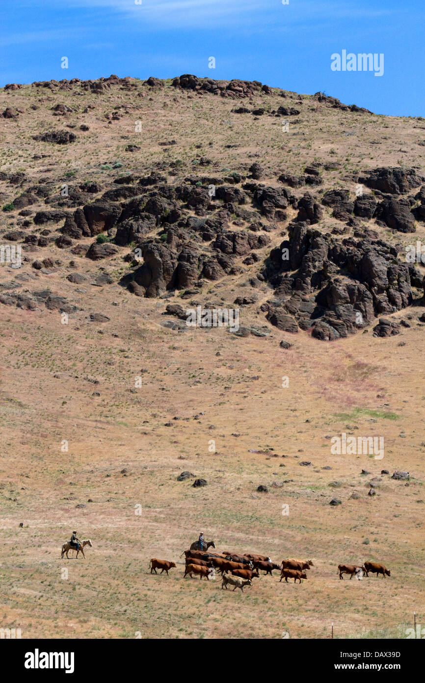 Ranchers round up cattle on grazing land near Mountain Home, Idaho, USA. Stockfoto